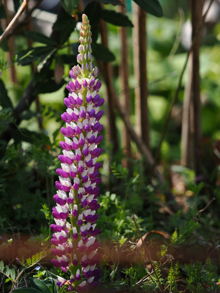 LUPINUS