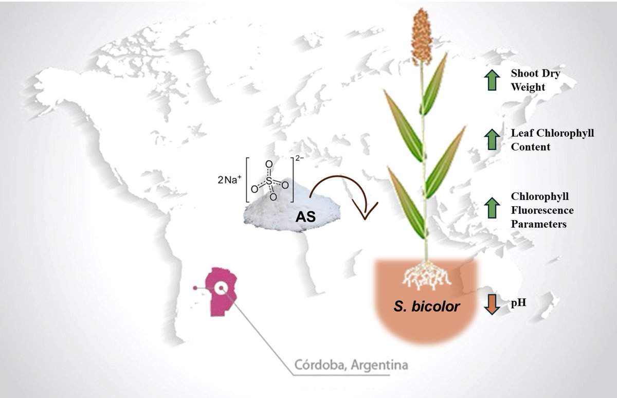 RevFCAUNCuyo's tweet photo. Nuevo artículo disponible para lectura y descarga 👇

Ammonium Sulfate Improves Nutrient Status and Photosynthetic Activity in Sorghum (Sorghum bicolor L.) Grown in… https://t.co/JSg76Zy9Rl https://t.co/wLIHToqvFh