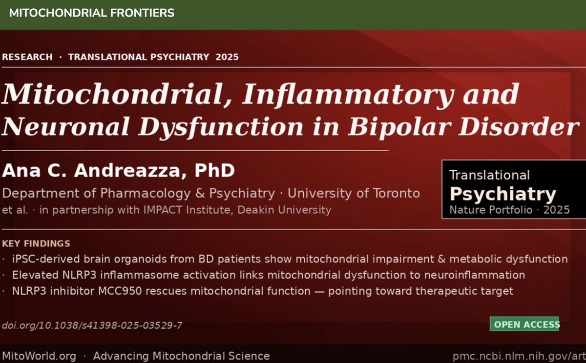 mitoworld_org's tweet photo. 🧠Find out how dysfunctional #mitochondria contribute to #neuron malfunction & #neuroinflammation in #BipolarDisorder in @anacandreazza's landmark study using #brainorganoids from patients! #TranslationalPsychiatry @NaturePortfolio #BipolarResearch #UMDF
https://t.co/q1XNjGCtgt https://t.co/wGtahucwfM