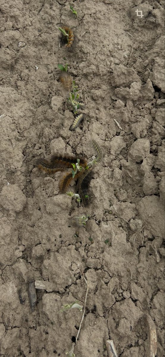 SunBums1982's tweet photo. Dang SaltMarsh Catepillars wont quit. # Skidder #Clearcut https://t.co/AIBNlhC5xT