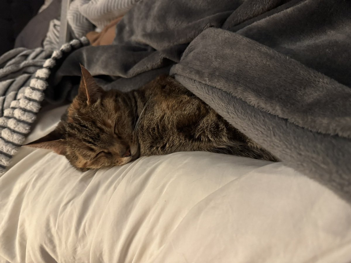MikeTheCat 🐈🐈‍⬛ tweet media