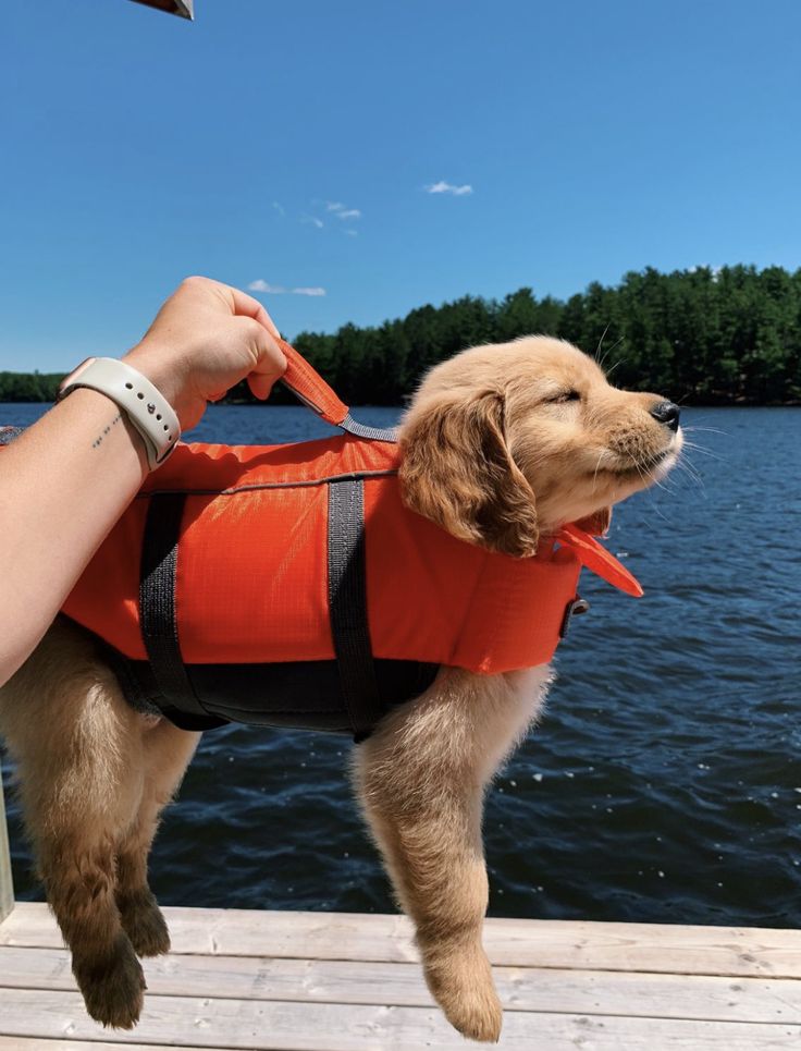 Doglover tweet media