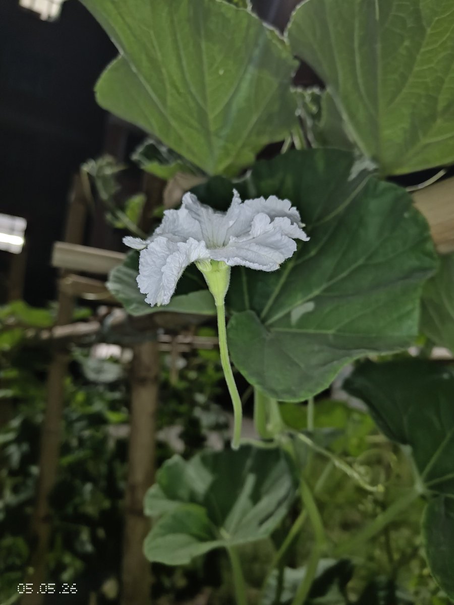 The CropGen Lab tweet media