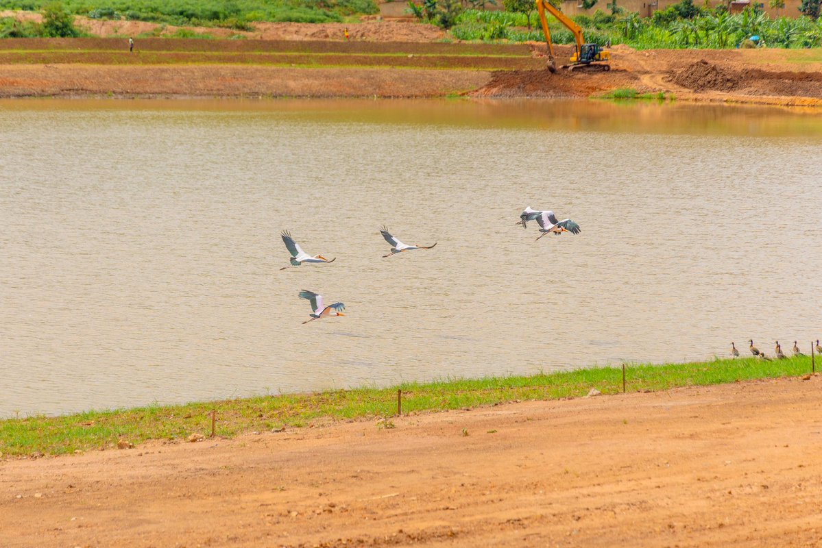 GasoreTheoneste's tweet image. Did you know?🤷
Various wetlands in #KigaliYacu are being rehabilitated to transform them into natural scenic areas while also helping to restore biodiversity and manage water runoff from different parts of our city #VisitRwanda #ConservationInAction @EnvironmentRw @REMA_Rwanda