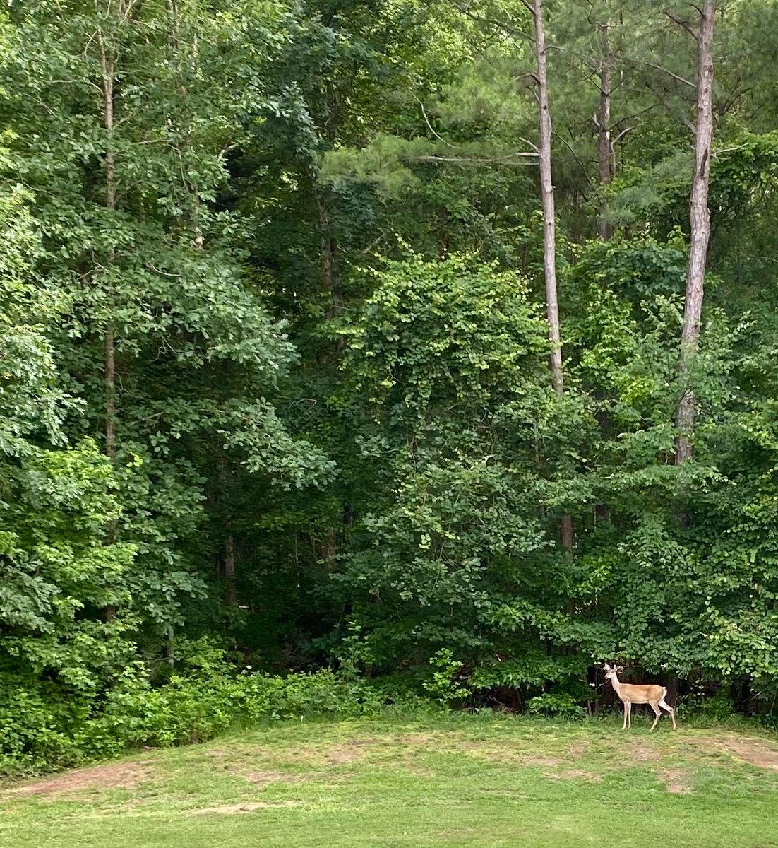 She hangs out my property don’t allow hunting.