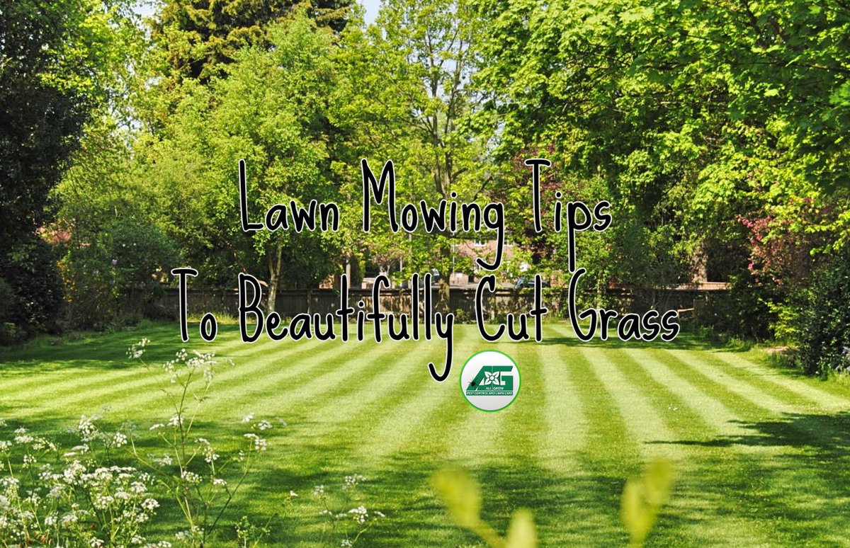 MyAllGreenTweet's tweet photo. Want a golf-course finish for your Utah lawn? ⛳️ Proper mowing is the secret to surviving the high-desert heat! ☀️Check out our pro guide on: 📏 Ideal heights🚜 Advanced striping tricks ✂️ Edging for weed control
https://t.co/Hn5vgrwa2h
#UtahLawnCare #LawnMowing #CurbAppeal https://t.co/70umjaTD4f