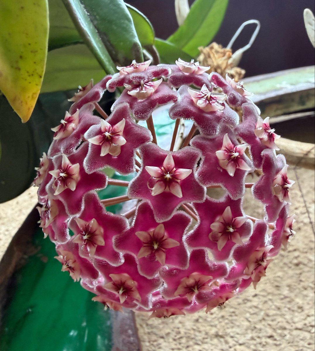 jbmauii's tweet photo. my hoya back home finally bloomed, i didn’t know what color it would be but it’s perfect!! https://t.co/M5sDXiHRgZ