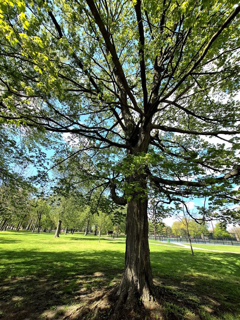 Mattybletitb's tweet image. Happy #thicktrunktuesday #treeppl #treeclub #nature