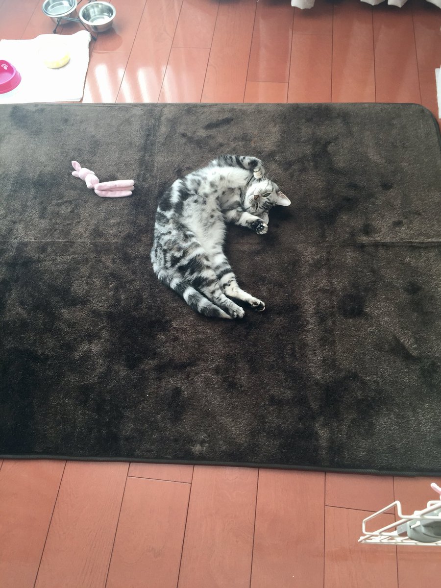 fudouaizen's tweet photo. さくらは7ヶ月でうちに来たので仔猫時代を知りません。
これが一番小さいかな〜
 #こどもの日なので子猫の写真を貼る https://t.co/sxOol0KSsv