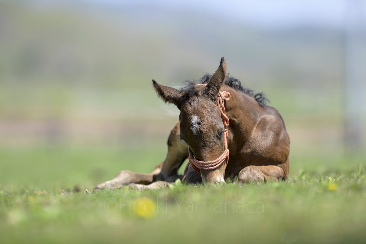Hiroki_Yamanaca's tweet photo. 父タイトルホルダーの天使①🐴

生まれて11日目。

暖かくなってきて気持ち良さそうな寝顔が天使でした✨

＃タイトルホルダー
＃タイトルホルダーの天使 https://t.co/J9hpNAjtFs