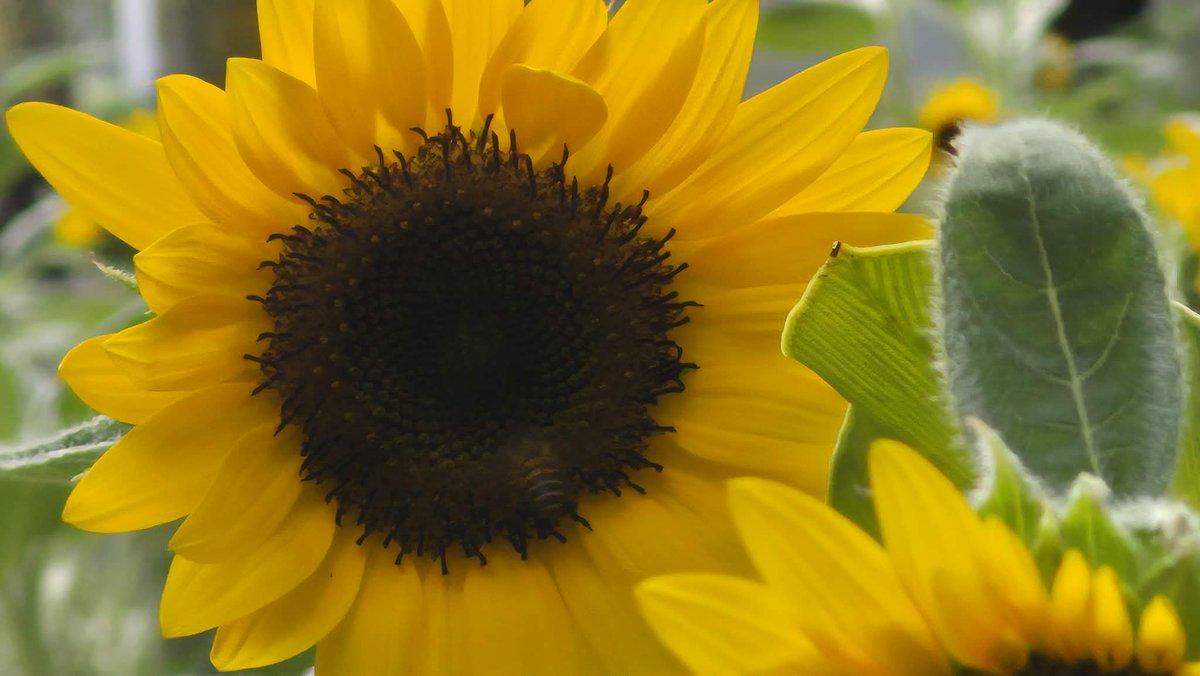 kalmadongchill's tweet photo. 🌻 

📸: @tomixdrinks https://t.co/2QGkkcDFyI