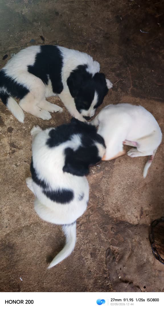 Cachorros en adopción
35 días tamaño mediano
Zona Fernando de la mora 
Les urge ir en adopción 

Contacto al +595 985 876927