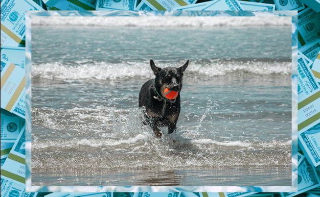 SweepsPet's tweet photo. Congrats to our latest Winners Ring stars! Brad, Harry, Rachel, and Sabur won cash and shopping sprees to spoil their pets with toys, treats, and beach gear https://t.co/HLn1VLZAAe