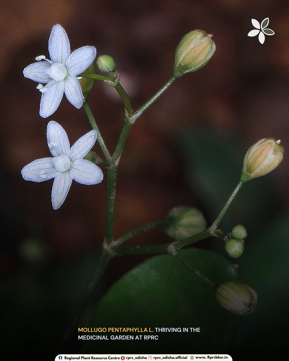 RPRC_Odisha's tweet photo. Preserving Mollugo pentaphylla L. at RPRC for its vital medicinal properties and role in our local biodiversity. #RPRC #MedicinalPlants @CMO_Odisha @GaneshRamBJP @ForestDeptt @pccfodisha @PCCFWL_Odisha https://t.co/l2dVT4qW7M