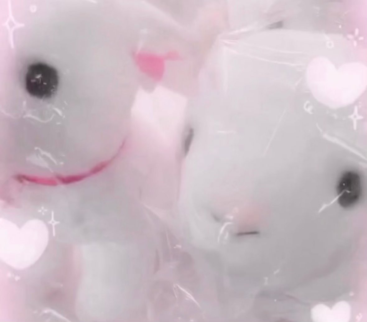 ホモ・サピエンス♥ tweet media