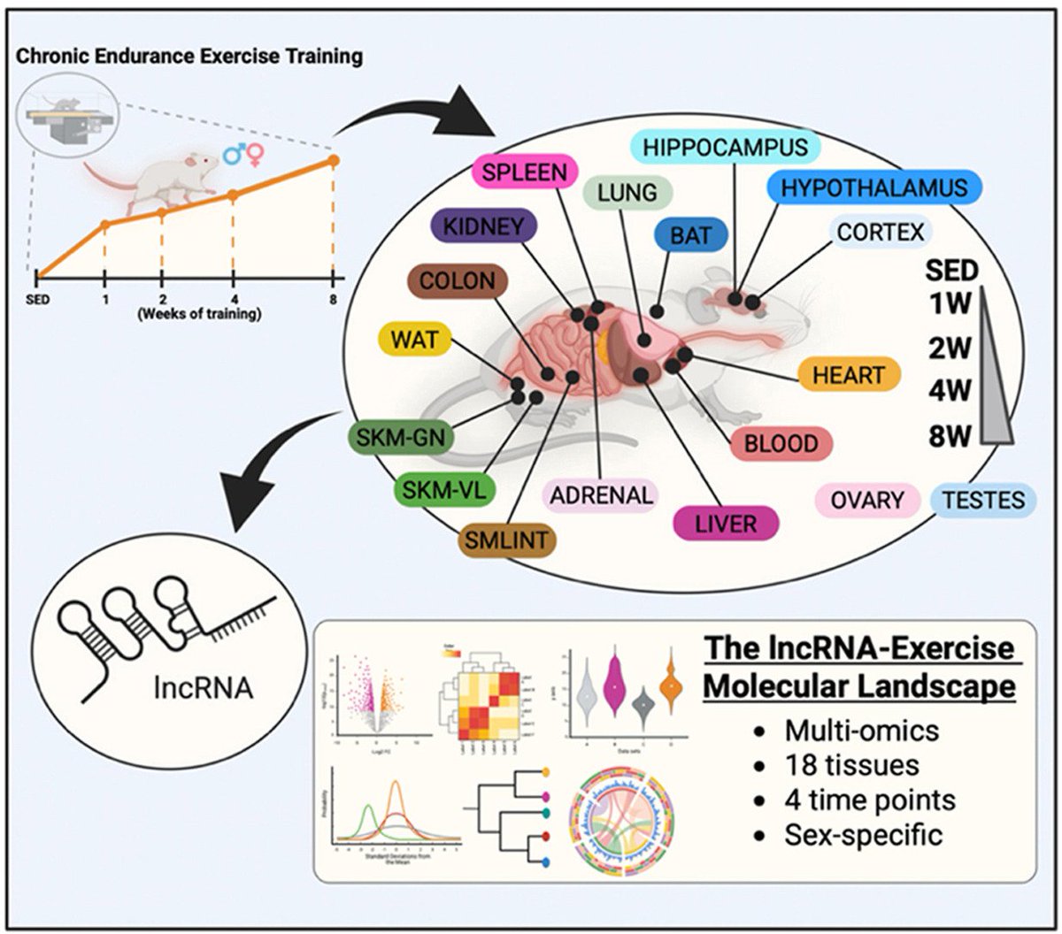 BBonilauri's tweet image. The long non-coding RNA landscape of endurance exercise training #Exercise, #Endurance, #MoTrPAC, #lncRNAs, #Multiomics @MolMetab 
sciencedirect.com/science/articl…