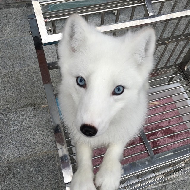 ❄️🦊
