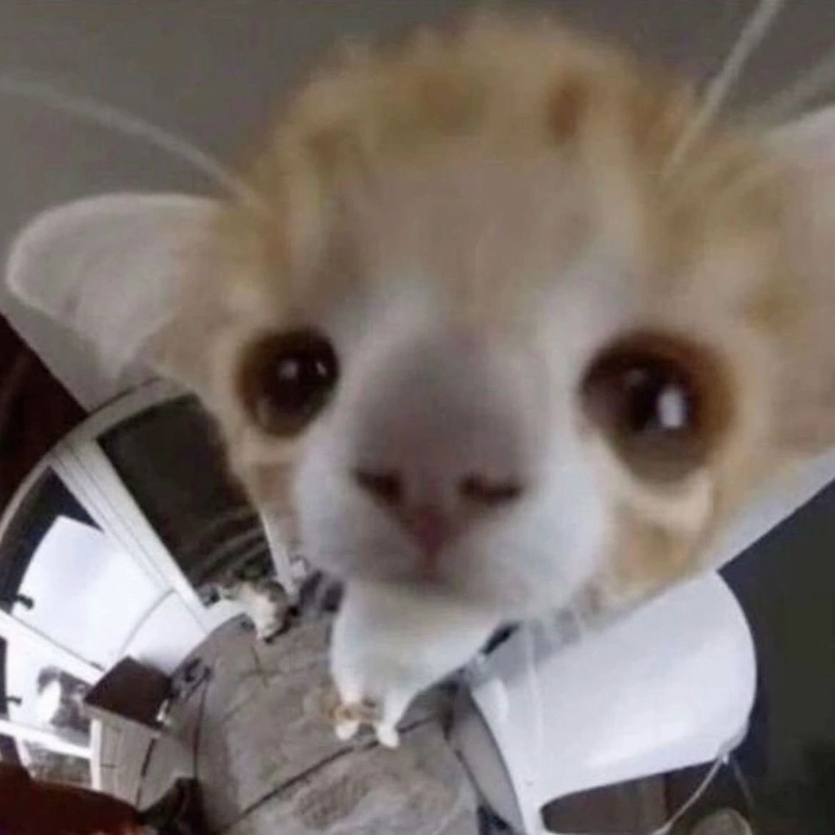 wilson bethel as cats tweet media