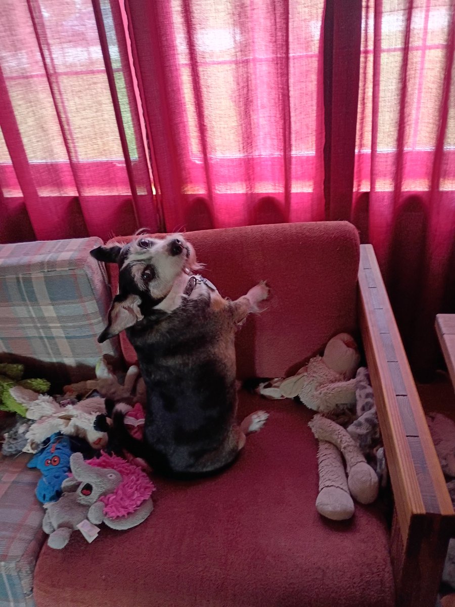 The Merrier Terrier 99 tweet media