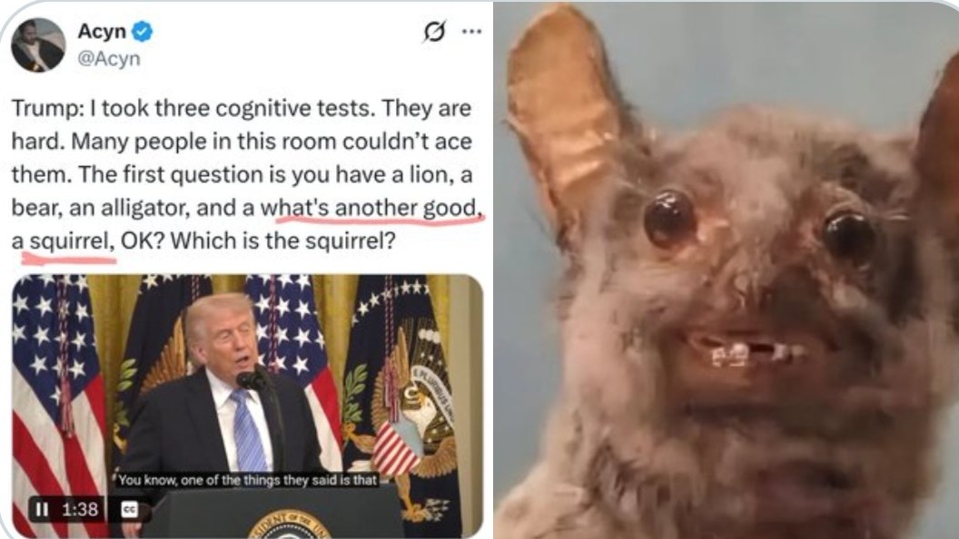 LIBERALAF4EVER's tweet image. We did and we also heard about the Dementia Cognitive exam you had to take 3 times, because you keep failing miserably, orange pedo...

#TrumpIsUnfitForOffice