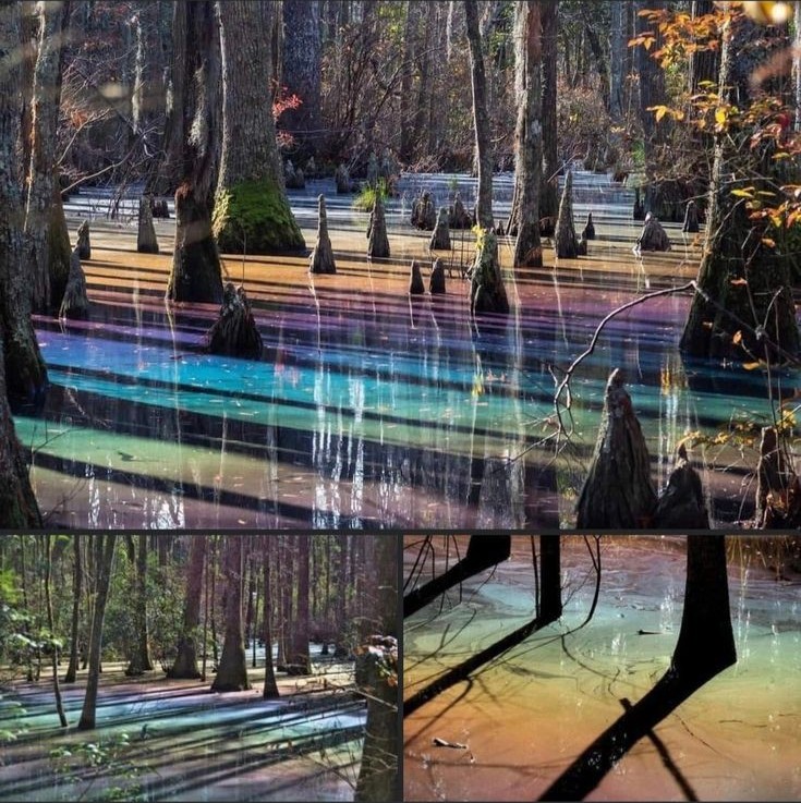 BiancoDavinci's tweet photo. Rainbow swamps happen in First Landing Park, Virginia when the bald cypress trees drop their leaves in the Autumn; they begin to decompose in the swamp.

When hit at the right angle by the sun, it gives off this prismatic reflection, and the longer the water goes undisturbed, the stronger the effect becomes.