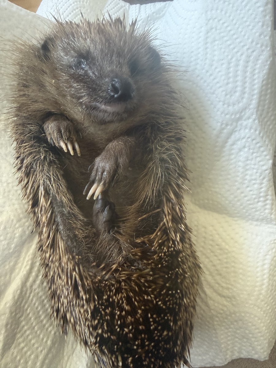 Igel-Hilfe tweet media