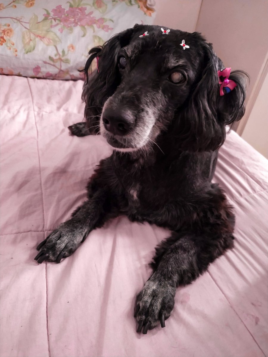 artesdanat's tweet photo. @itimaliasof Minha Lana 💜🥺 https://t.co/CAuZpLI83p