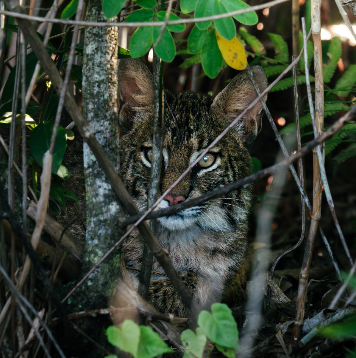 Finally, my first Florida wild cat photos! For well over a year the bobcat has evaded me throughout Big Cypress, Fakahatchee Strand, and even in the furthest stretches of our Everglades. Very tough critter to document! 

Although not the greatest lighting conditions, it was still