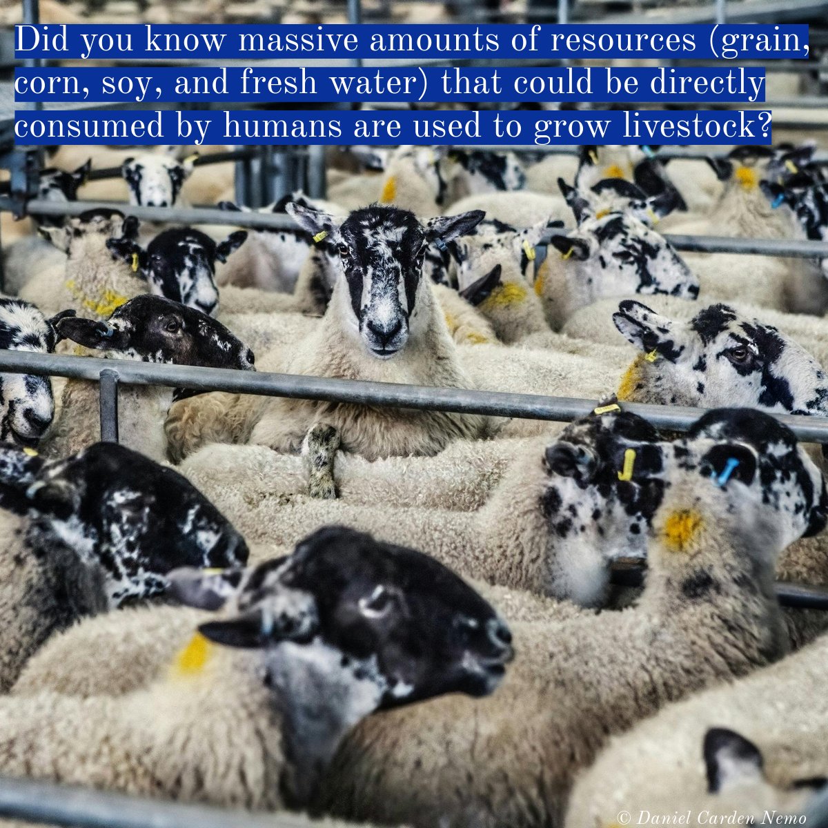 danielnemo's tweet image. "We must learn to see that everything which has life has a right to live, the same as we have." - Albert Schweitzer

Replace the linguistic shield MEAT with the word BODY for a reality check.

More at bit.ly/world-revisited

#nature #biodiversity #veganism #animalethics