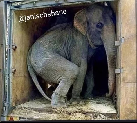 Susana643500's tweet photo. THINGS wonโt CHANGE unless WE MAKE them CHANGE. If a CIRCUS with ANIMALS comes to your TOWN, PROTEST. WRITE to your local council and your local leaders, let them know youโre AGAINST it, and theyโll CEASE to exist. I did it and it worked, you should do the same โ๐พ https://t.co/qwrkI6Dr1f