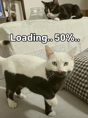 cats with powerful aura tweet media
