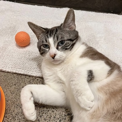 San Francisco SPCA tweet media