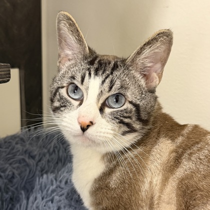 San Francisco SPCA tweet media