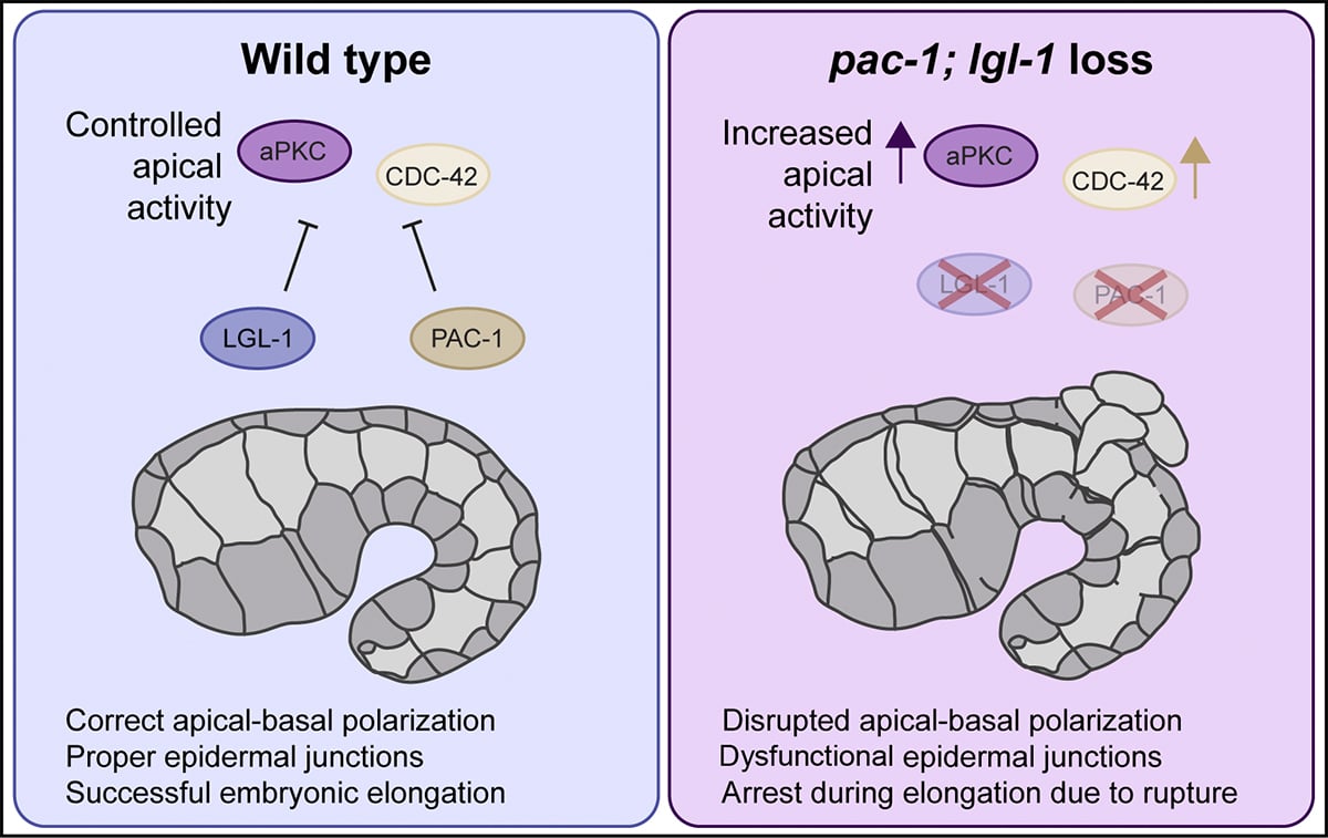 Journal of Cell Biology tweet media