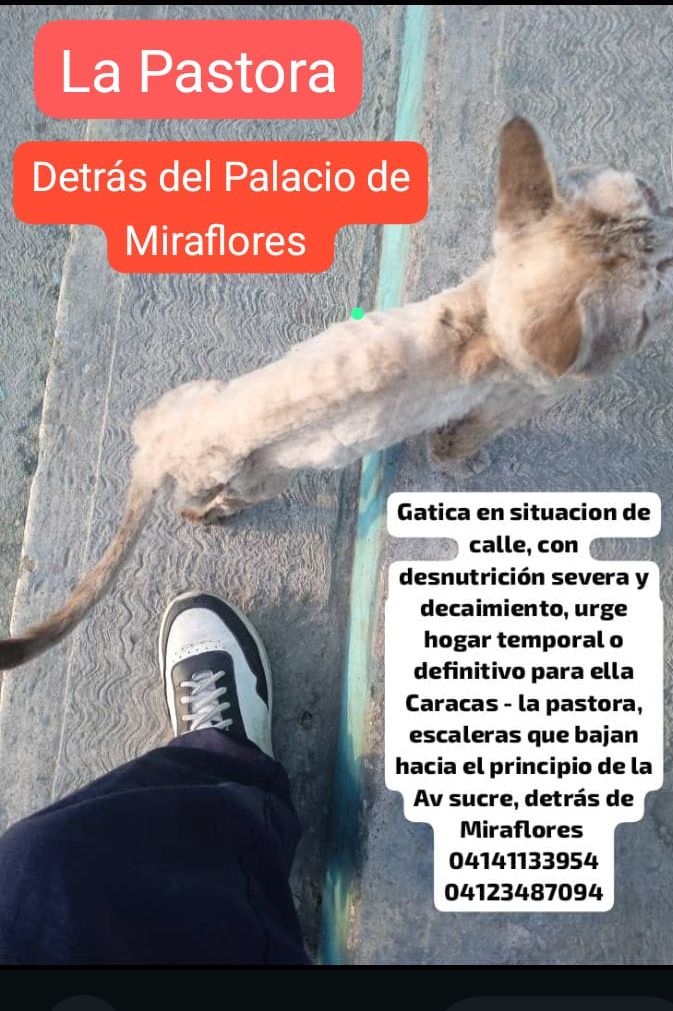 PerroUsuario Wof '•' tweet media
