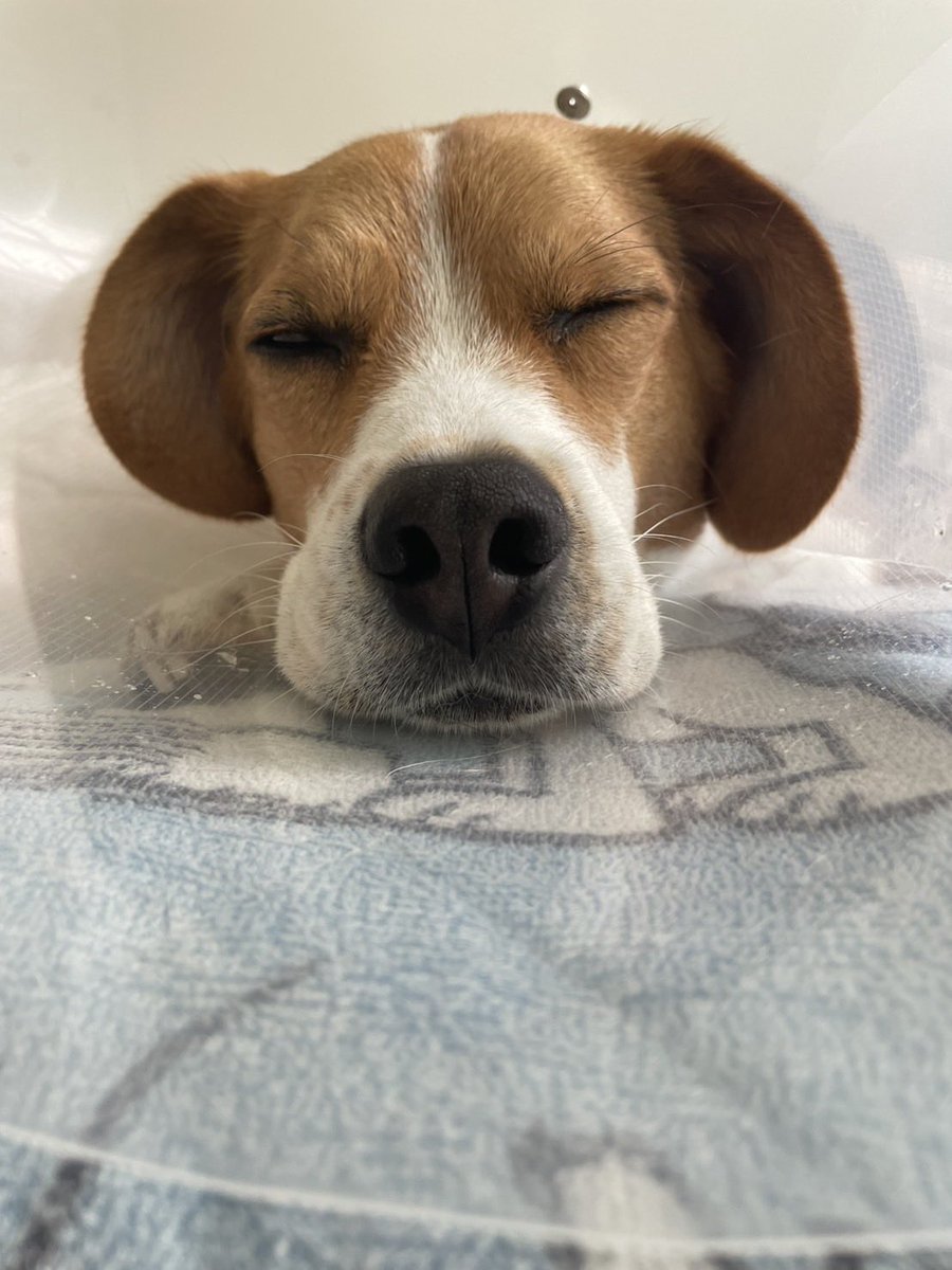 2menobita's tweet photo. 5/5は3回目のうちの子記念日🐶
しこりもほぼなくなって馬鹿でかいカラーを卒業できてよかった😭 https://t.co/JUjlD8Cyvl