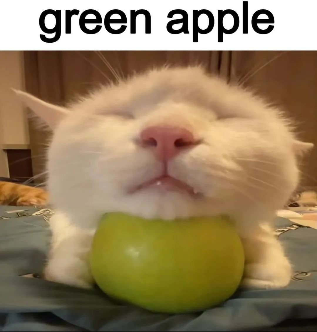 Punch Cat tweet media
