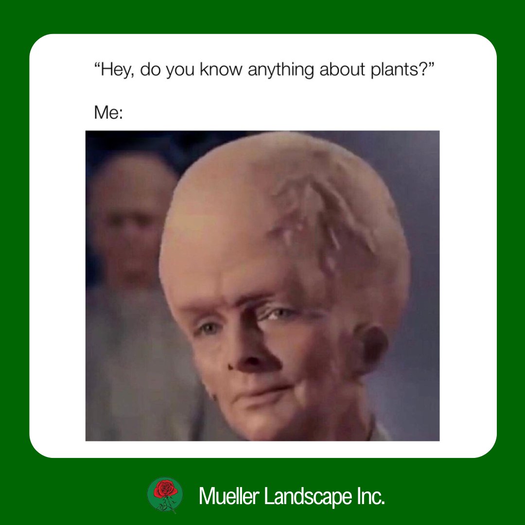 MuelleLandscape's tweet image. Someone: “Do you know anything about plants?”
Me trying not to start a 2-hour lecture 🌱😅
.
.
.
.
#PlantExpert #PlantParentLife #PlantCare #HouseplantLove #PlantCommunity #PlantHumor #MuellerLandscape