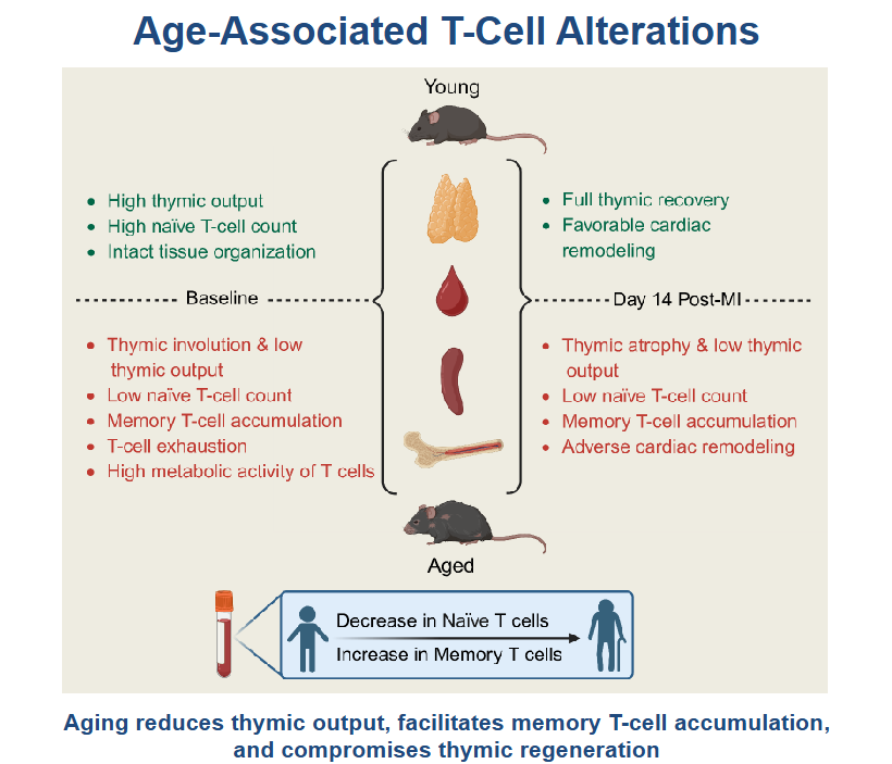 AJP-Regulatory, Integrative Comparative Physiology tweet media