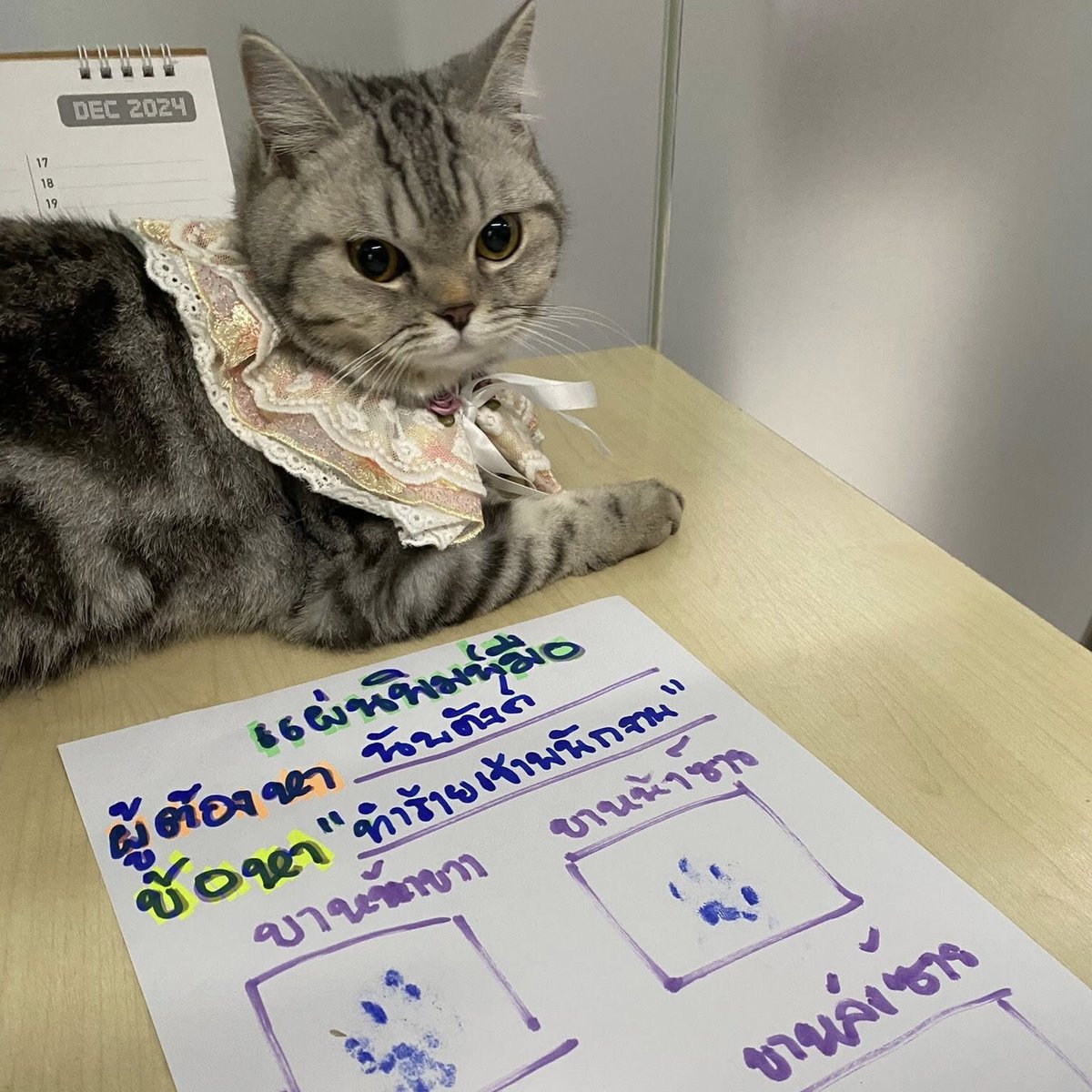 Dailymeow tweet media