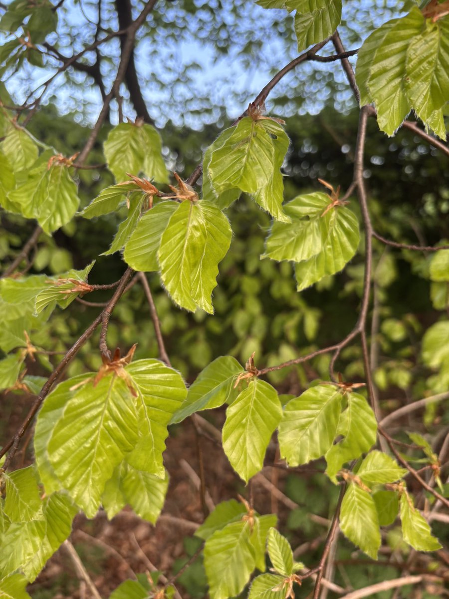 Woodhead Eco Trees tweet media