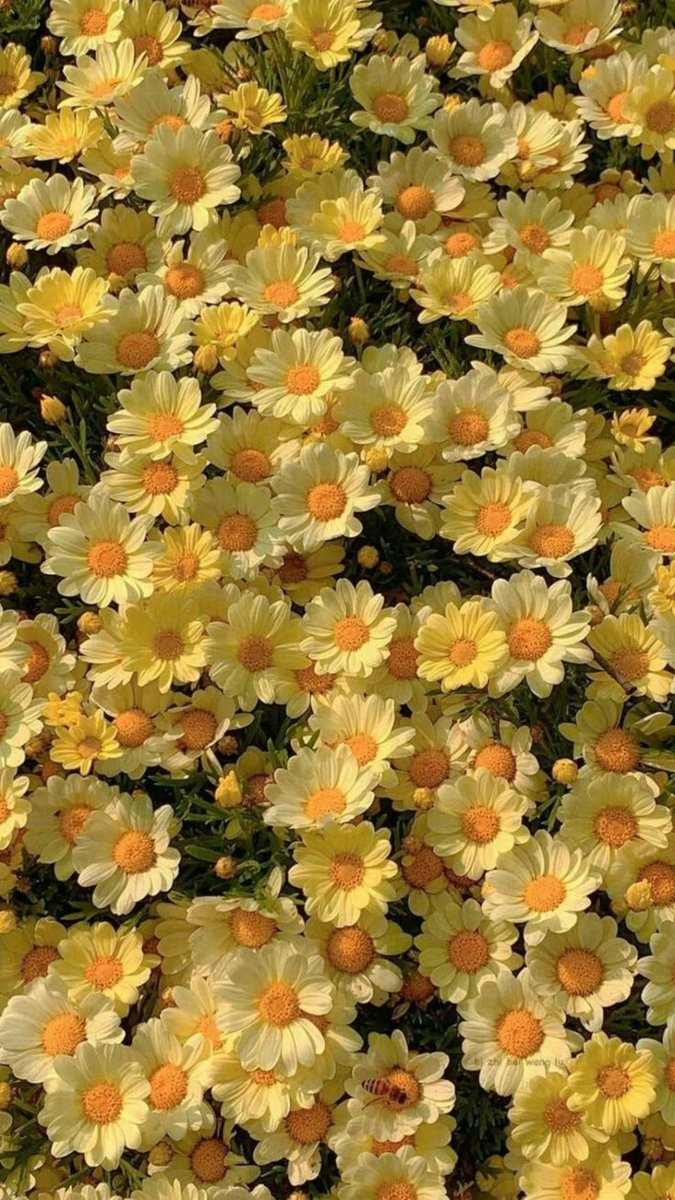 Flowers Life tweet media
