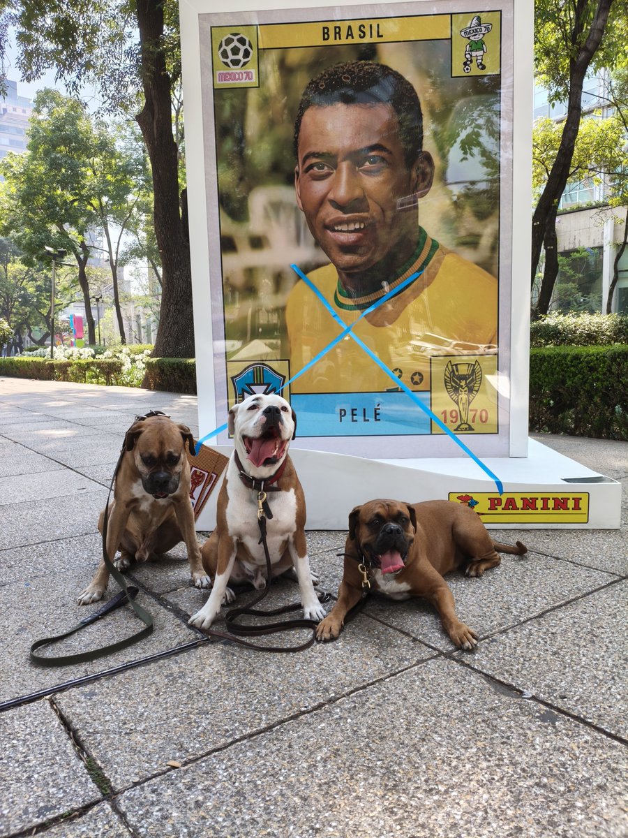 Paseando por Reforma y viendo las #EstampasMonumentales de #Panini #mundialdefutbol2026