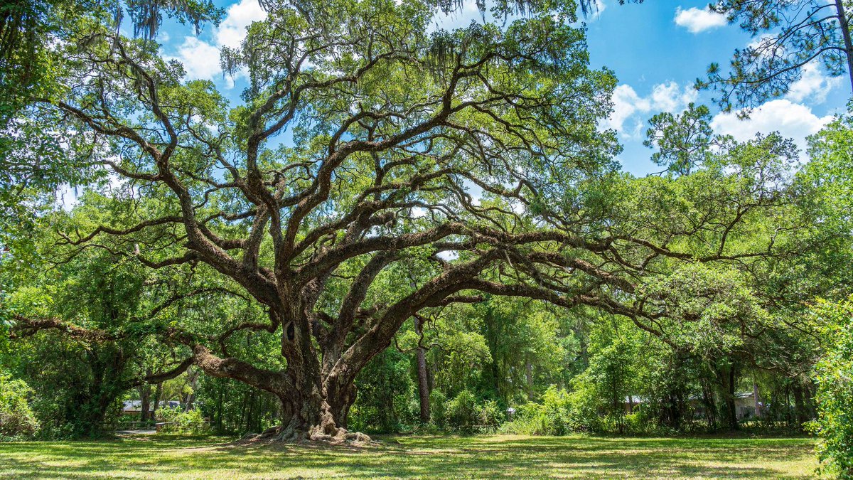 Zoomer_South's tweet photo. I believe in live oak patriotism. https://t.co/W1KLoWw2p4