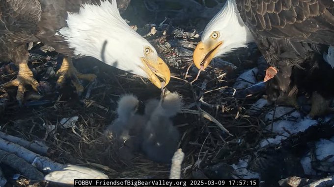 Big Bear Bald Eagle $EAGLE tweet media