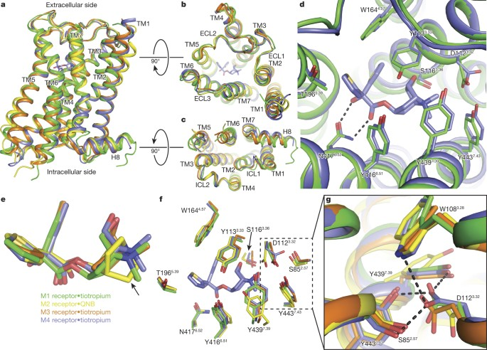 SylvainGariel's tweet photo. Sutton's Bitter Lesson has a bitter footnote in drug discovery.

Two atoms turned xanomeline into Cobenfy ($14B Karuna acquisition). One residue separates sotorasib's modest PFS from daraxonrasib's near-doubling of OS in pancreatic cancer.

Pure scale won't get you there anytime soon. ↓

https://t.co/Q5qeKE9YCj