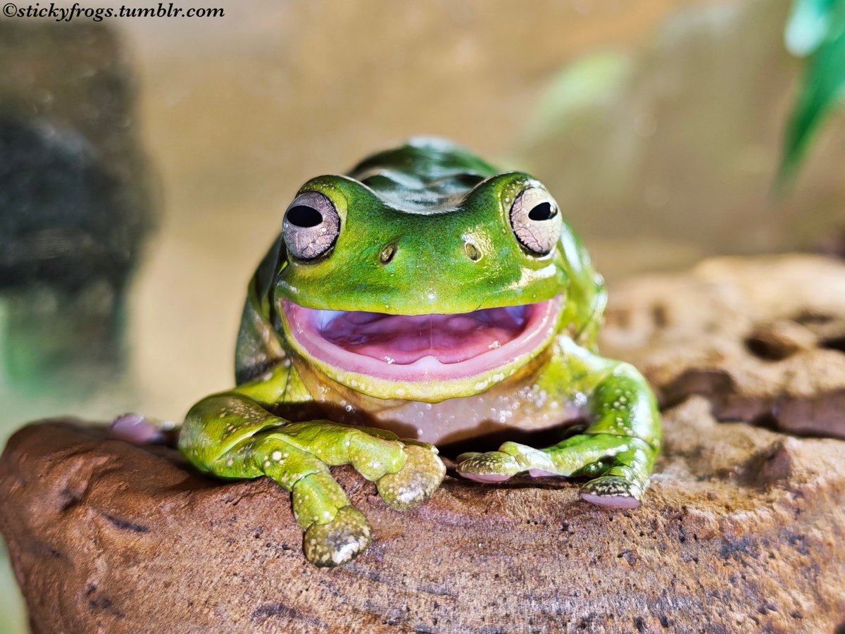 Sticky Frogs tweet media