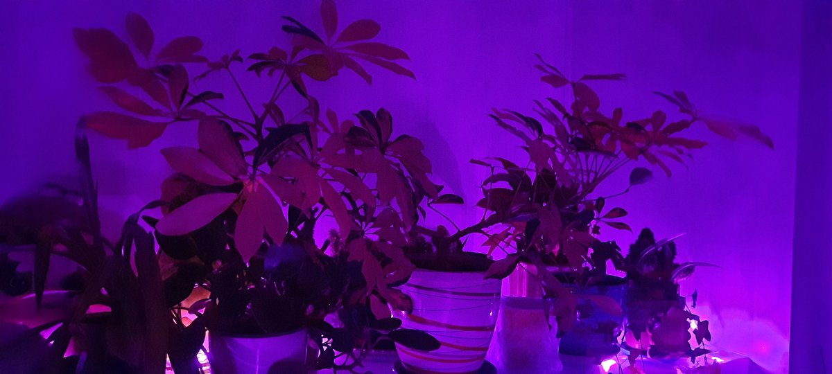 цепочка ретвитов с эстетикой своей жизни ПРИ УСЛОВИИ, что фотографии пылятся в галерее не больше месяца.