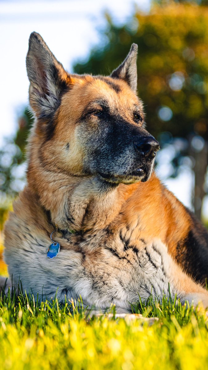 MikeHDflicks's tweet photo. Shot with a @CanonUSA R7 and a EF70-200mm 2.8L IS II USM https://t.co/lmAVYKxnMu
