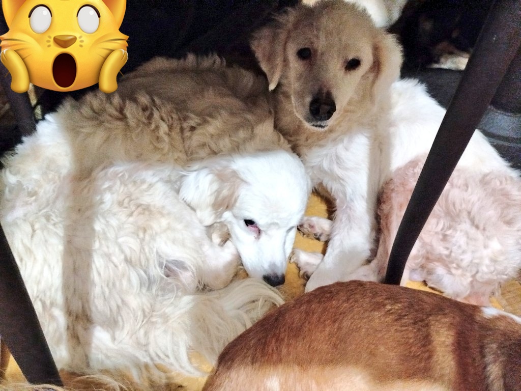 viripeludos's tweet photo. 🆘Amigos por favor 🙏 por favor🙏 no tenemos alimento para la manada estamos en ceros nos urge arena y productos de limpieza por favor 🙏 una patita 🐾🆘 ADOPTA 🆘 COMPARTE 🆘 APOYA 🆘 Ecatepec DONA en especie🙏🆘 https://t.co/enDodzWZQ2